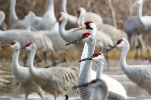 How Do Crane Plush Toys Support Wildlife Conservation? - Snugglebug