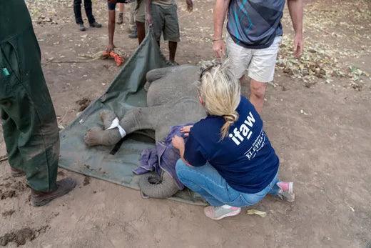 Can Animal Rescue Toys Make a Difference in Wildlife Conservation? - Snugglebug