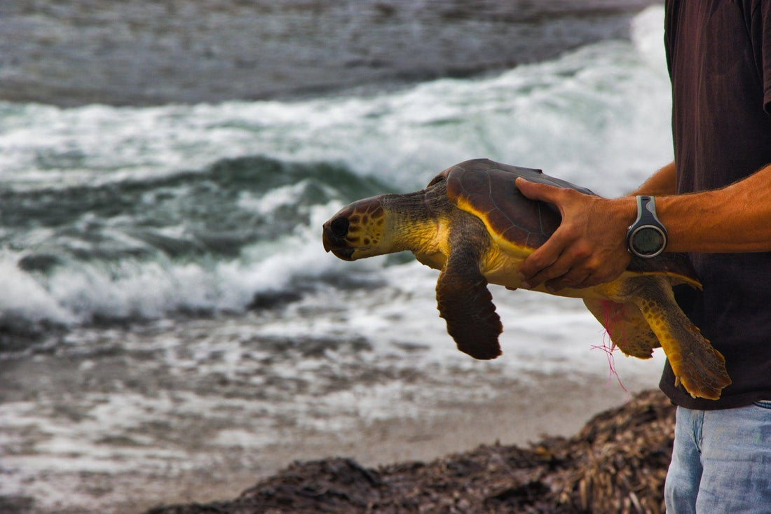Ways to Support Organizations Protecting Endangered Species - Snugglebug