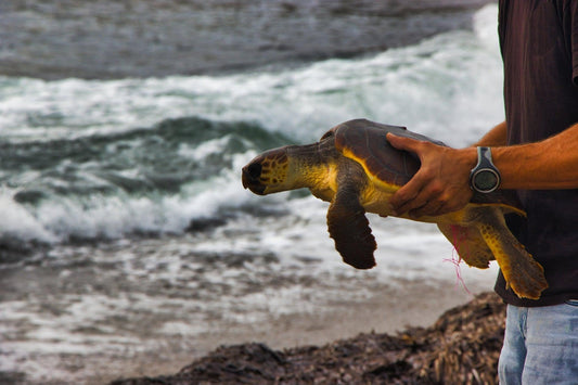 Ways to Support Organizations Protecting Endangered Species - Snugglebug