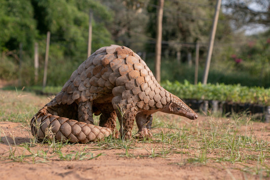 pangolin sitting and looking around in the grass