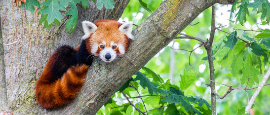 red panda sitting in a tree