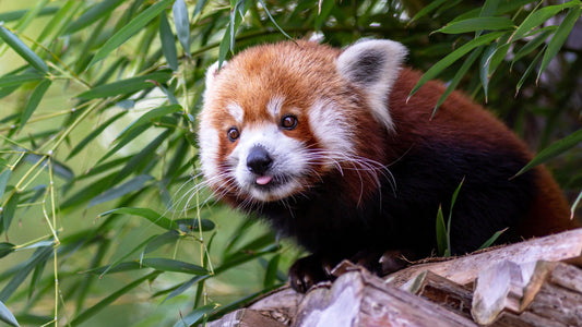 The Red Panda Network: Protecting the Precious Red Pandas - Snugglebug