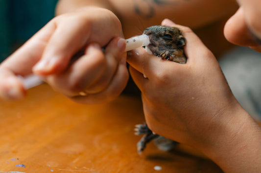 Giving Wildlife a Second Chance