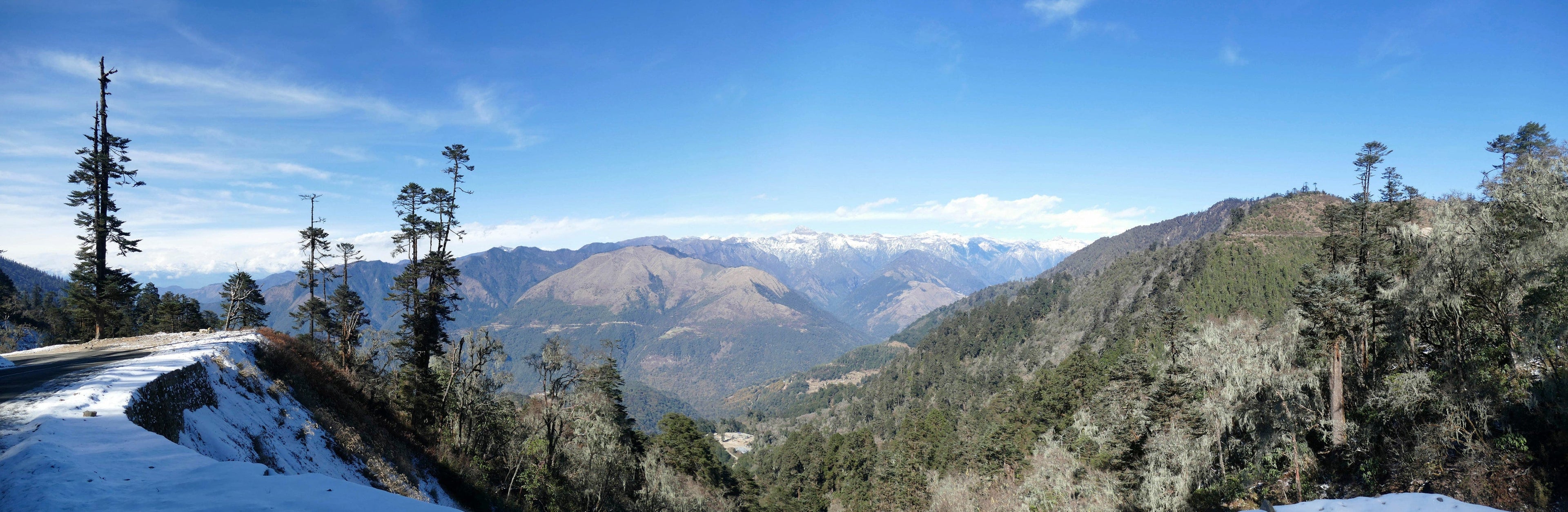View of a forest in the Himalayas