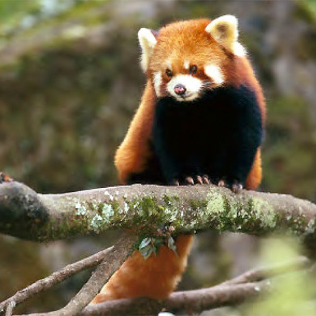 Sita, our symbolically adopted Red Panda