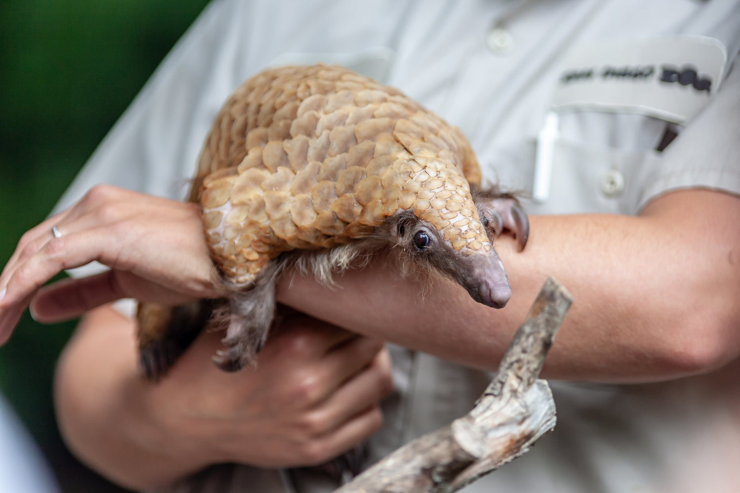 pangolin being held