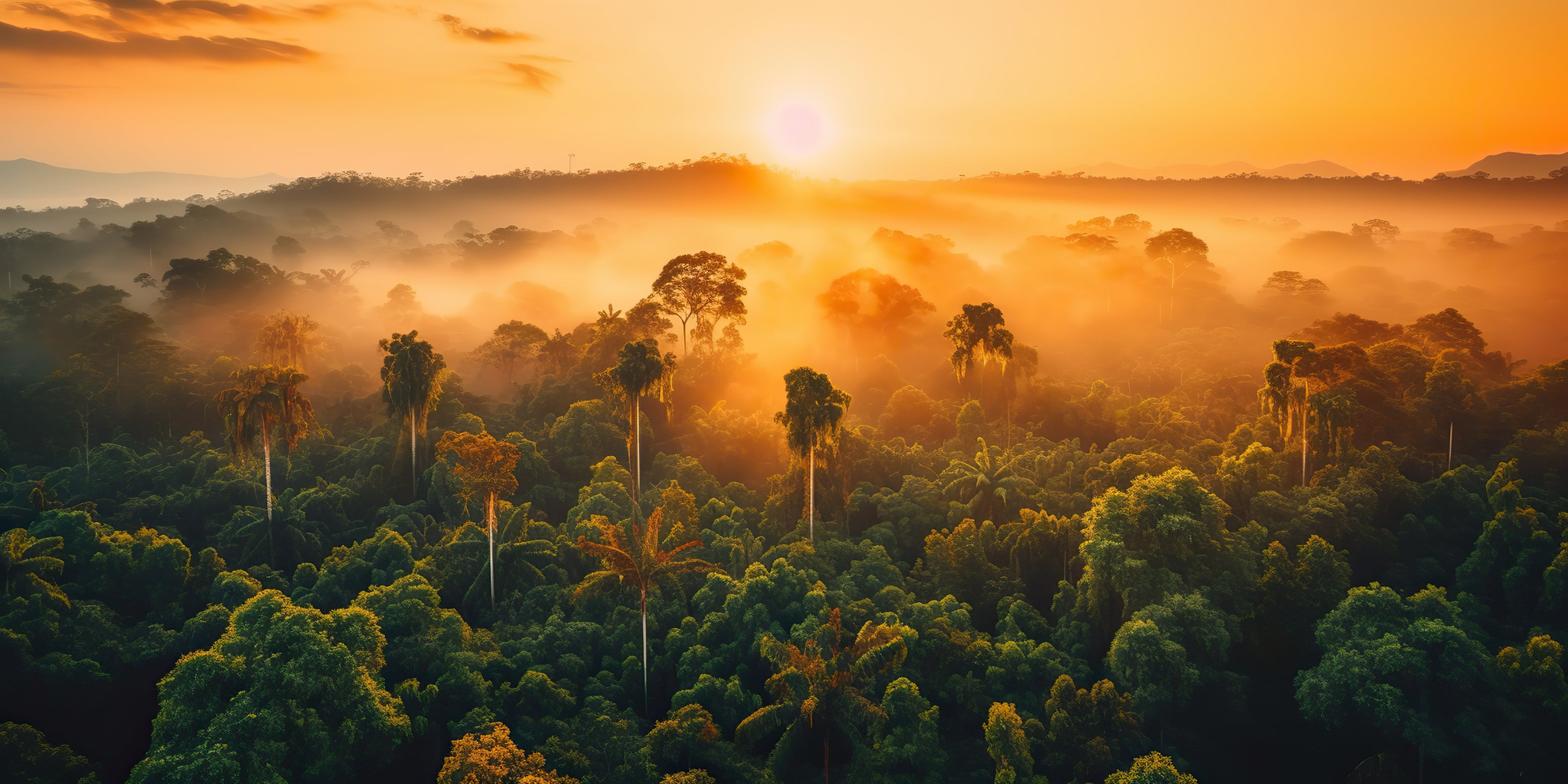 sun setting over a lush rainforest