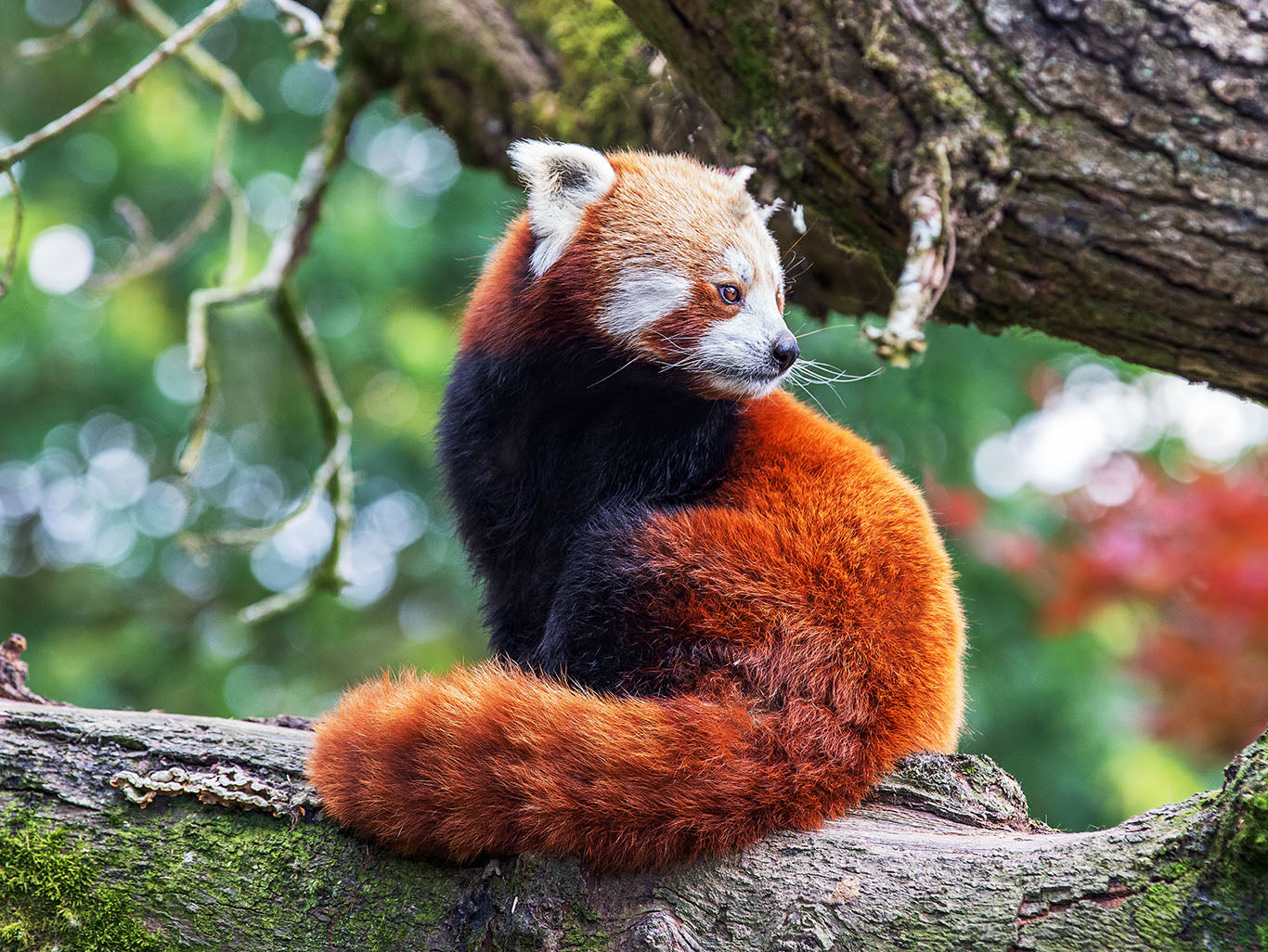Red Panda in tree looking over its shoulder