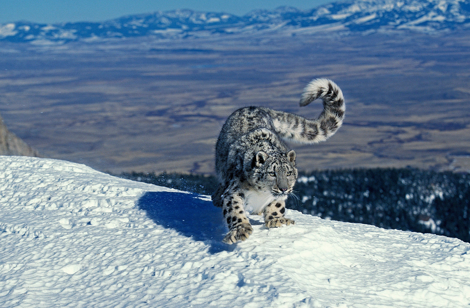 snow leopard in the snow, balancing after a jump in its native range