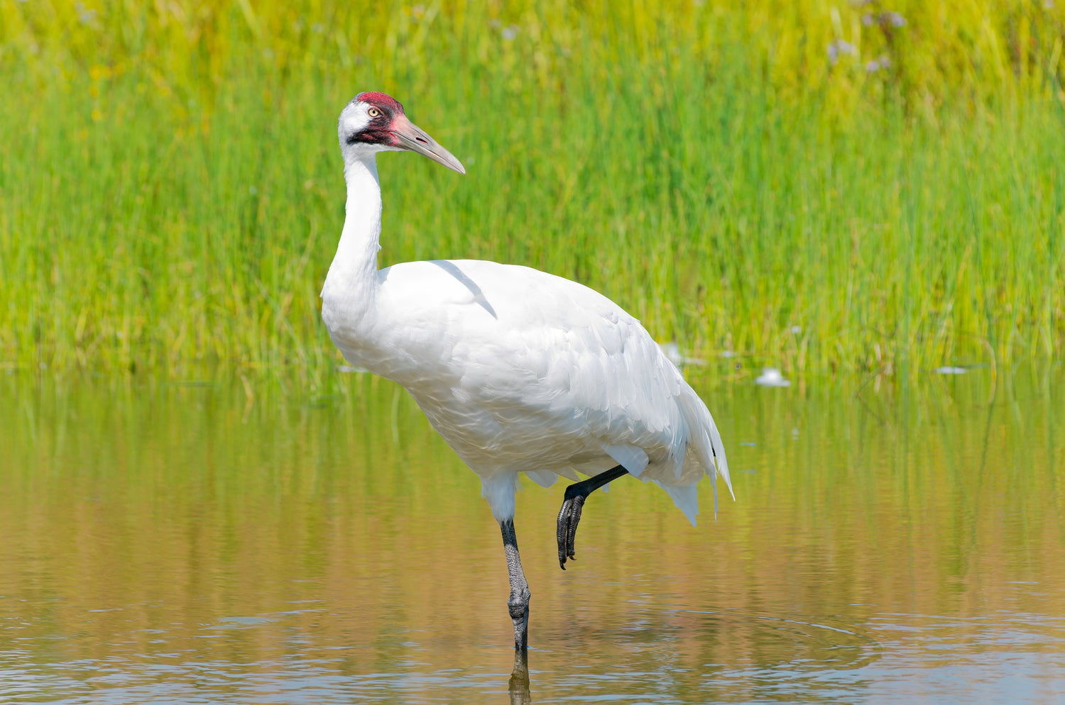 Whooping Crane wading through a marsh