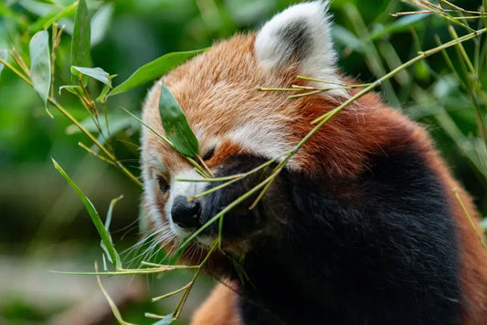 How a Red Panda Stuffed Animal Can Support Wildlife Conservation Efforts