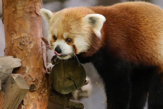 Adorable Red Panda Plushies and Supporting Wildlife Conservation