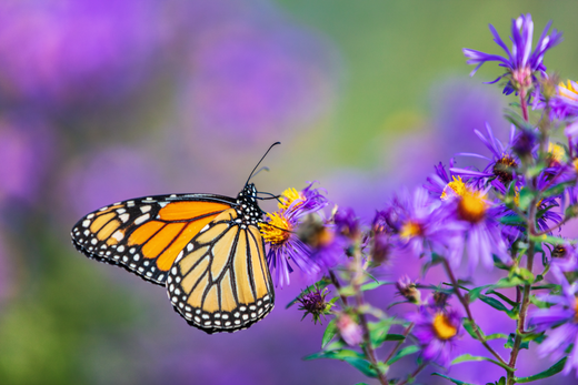 A monarch butterfly in a radiant garden of purple