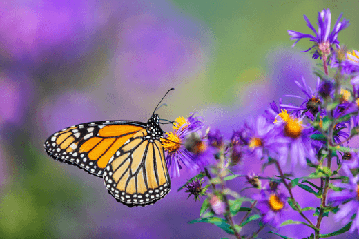 Tips for Creating a Wildlife-Friendly Garden - Snugglebug