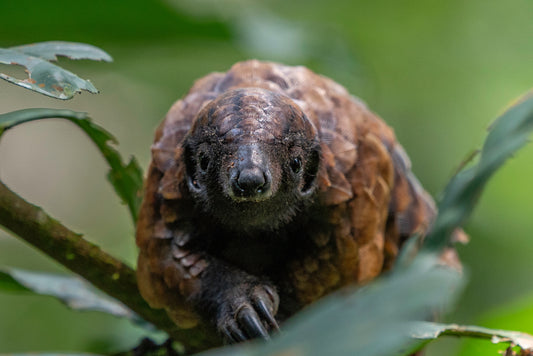 pangolin crawling through branches of a tree