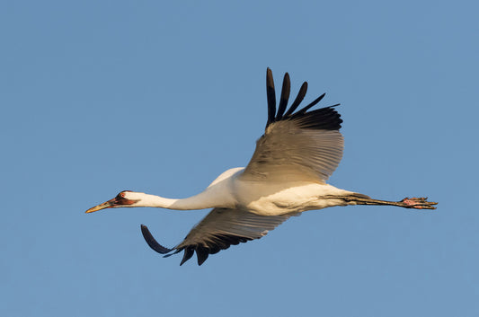 whooping crane flying through the sky