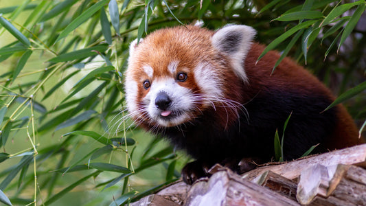 Red panda amongst bamboo sticking its' tongue out