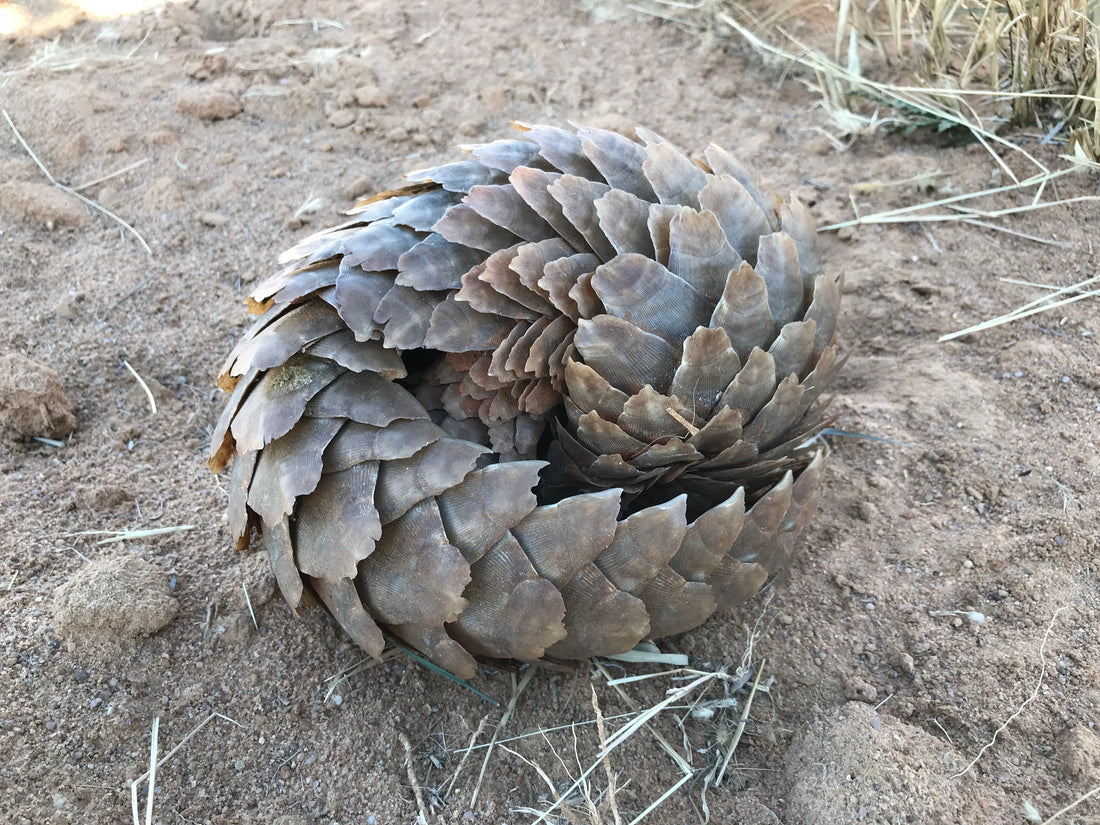 Temminck's Pangolin curled into a ball