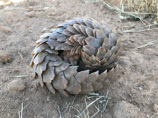 Temminck's Pangolin curled into a ball