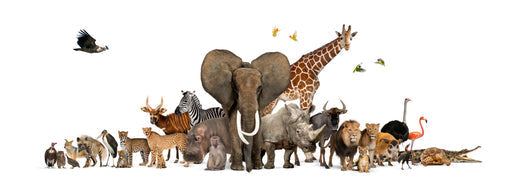 All different kinds of animals, large and small