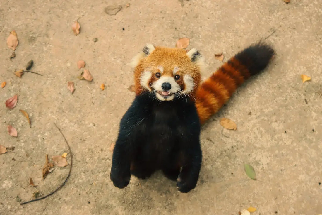 12 Fun Activities You Can Do with Your Red Panda Stuffed Animal