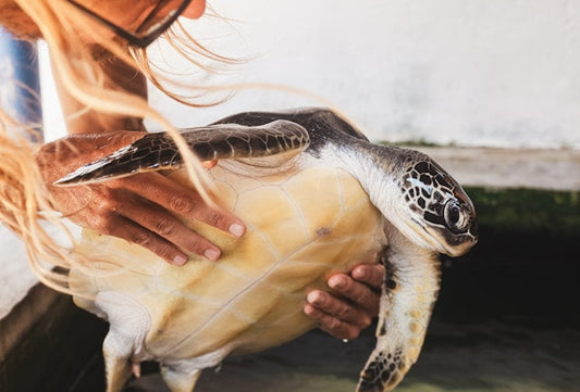 Saving a turtle