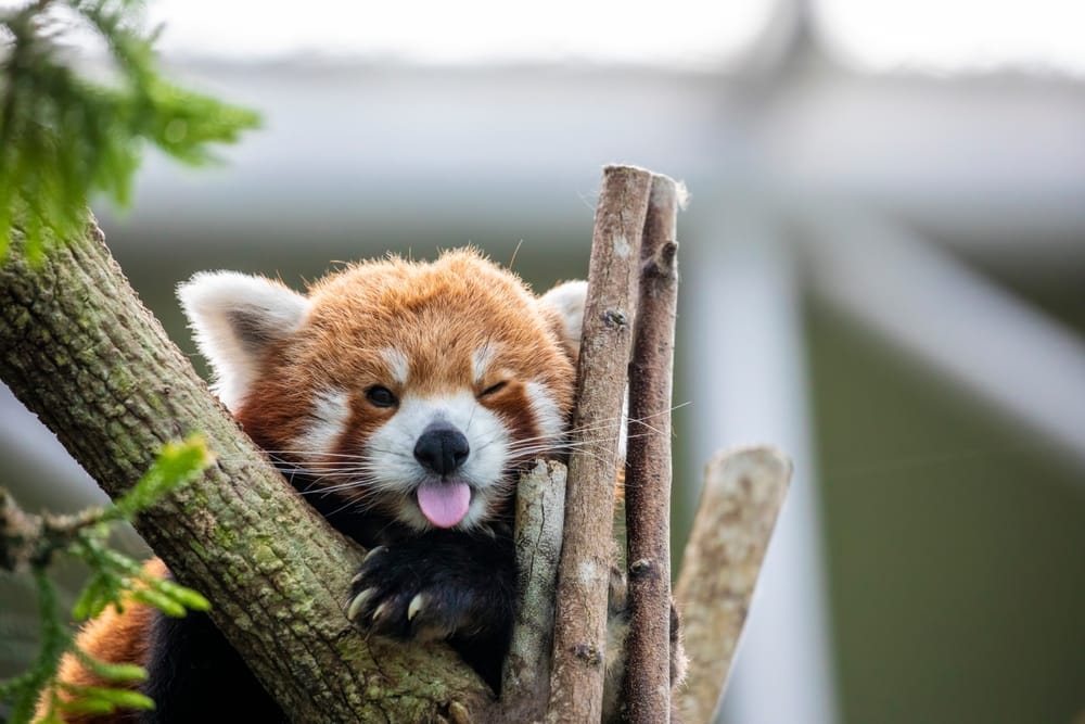 Red panda sticking out its tongue