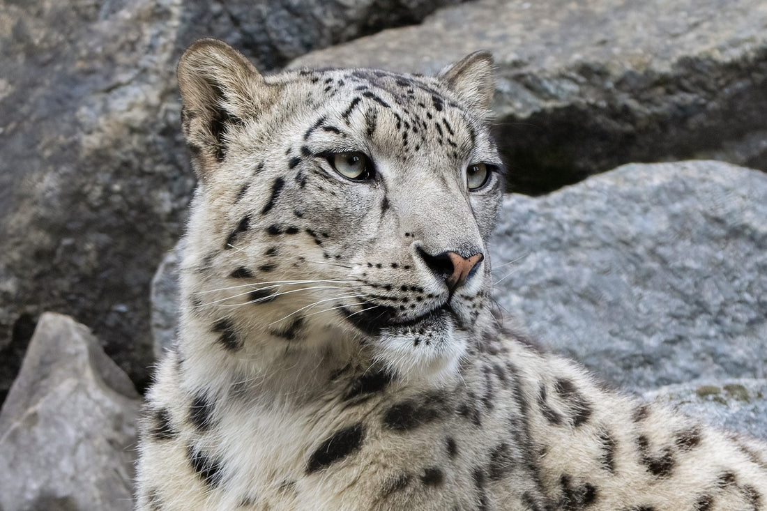 Snow leopard against a rocky background