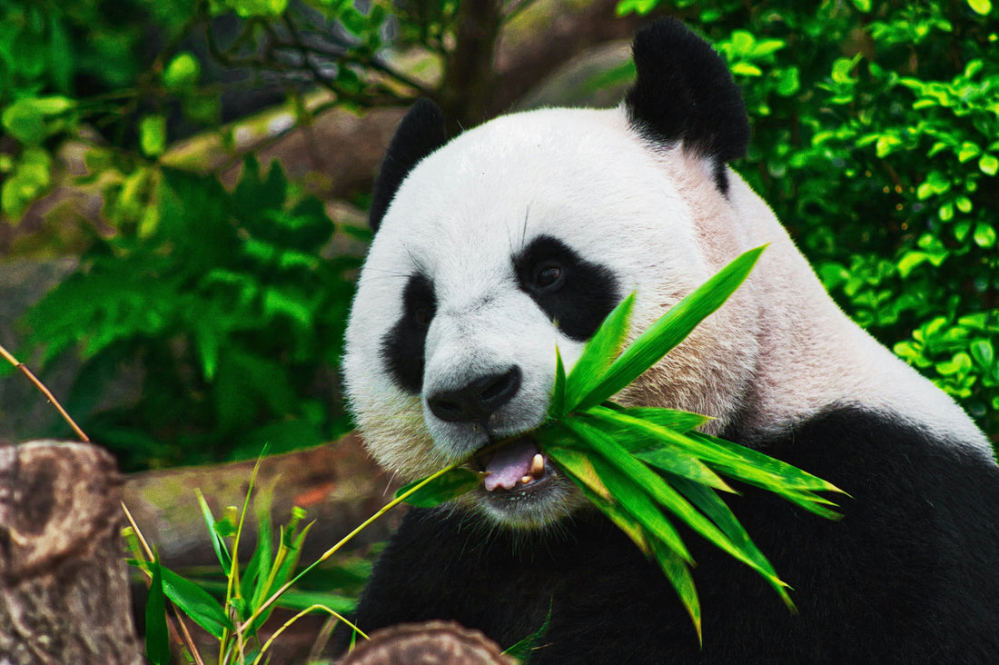 Giant panda eating bamboo
