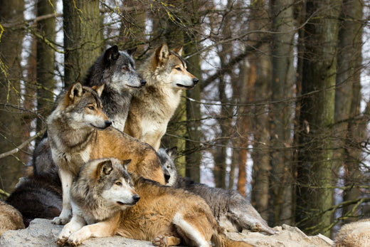 A pack of wolves in the forest